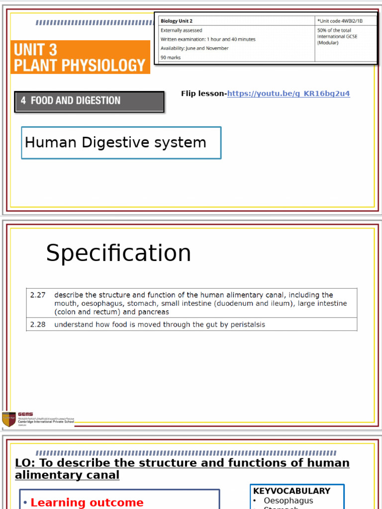 Digestive System | PDF | Digestion | Small Intestine