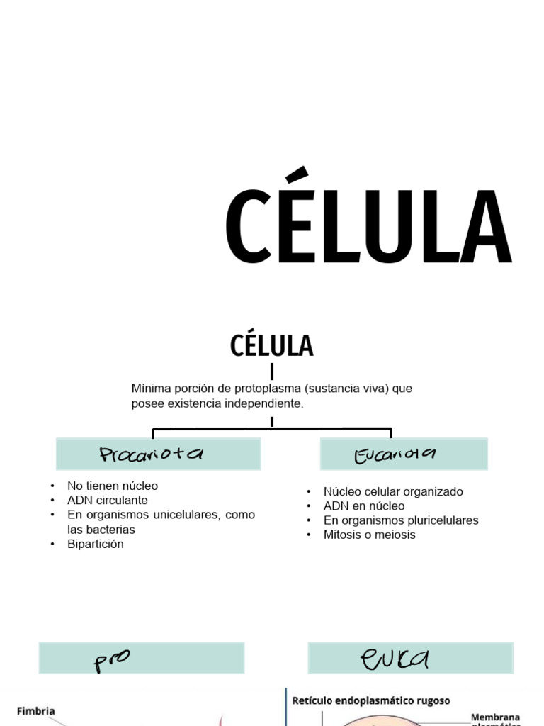 Estructura y Función de las Células | PDF | Biología Celular) | Citoplasma