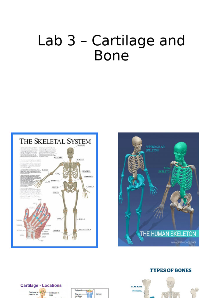 Lab 3 - Cartilage and Bone | PDF
