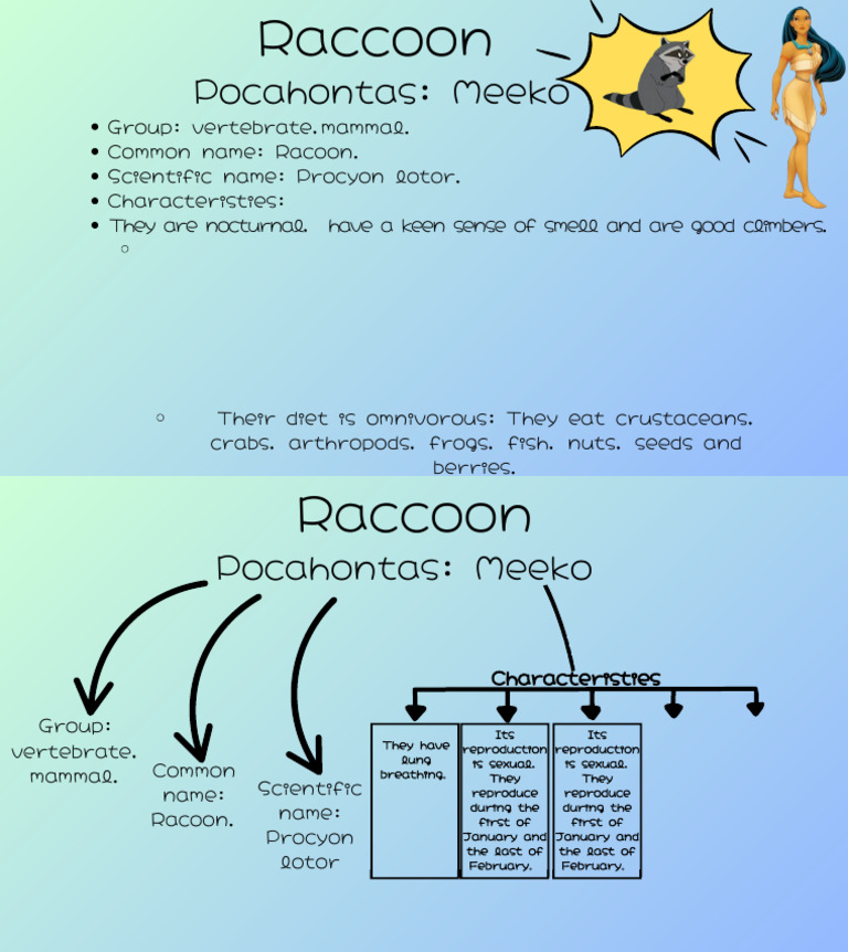 Racoon (Mapache) | PDF