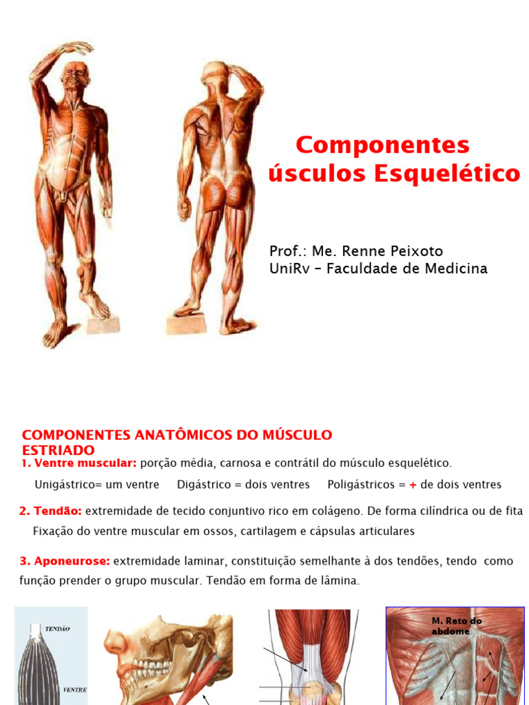 Componentes dos Músculos Esqueléticos | PDF | Tendão | Cabeça e pescoço ...