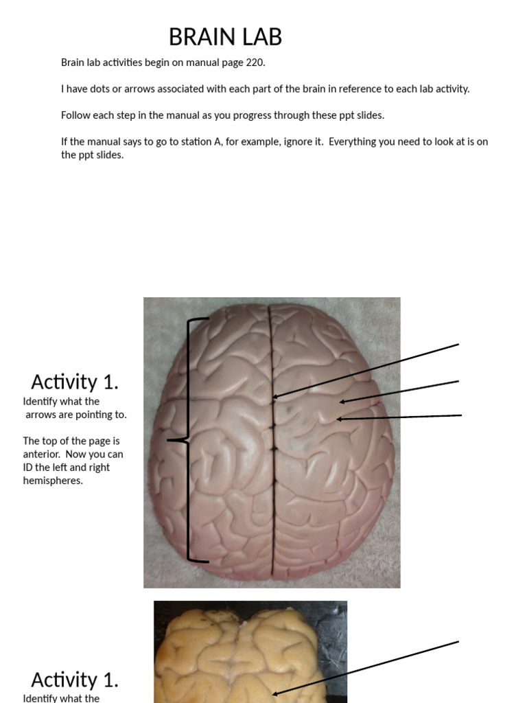 Brain+Lab+Activity+1 5 2 1 | PDF