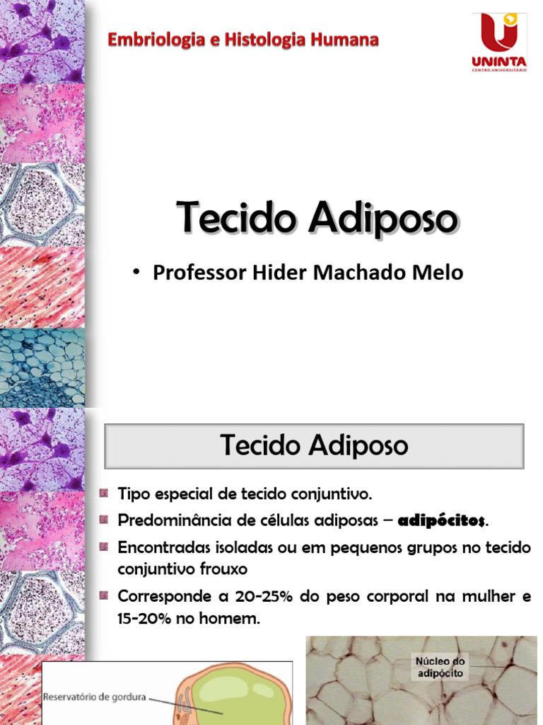 Funções e Tipos de Tecido Adiposo | PDF