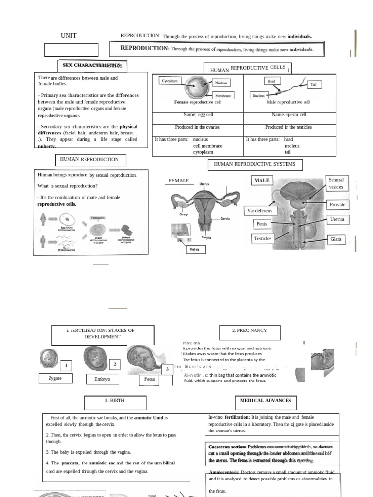 REPRODUCTION Through The Process of Reproduction, Living Things Make ...