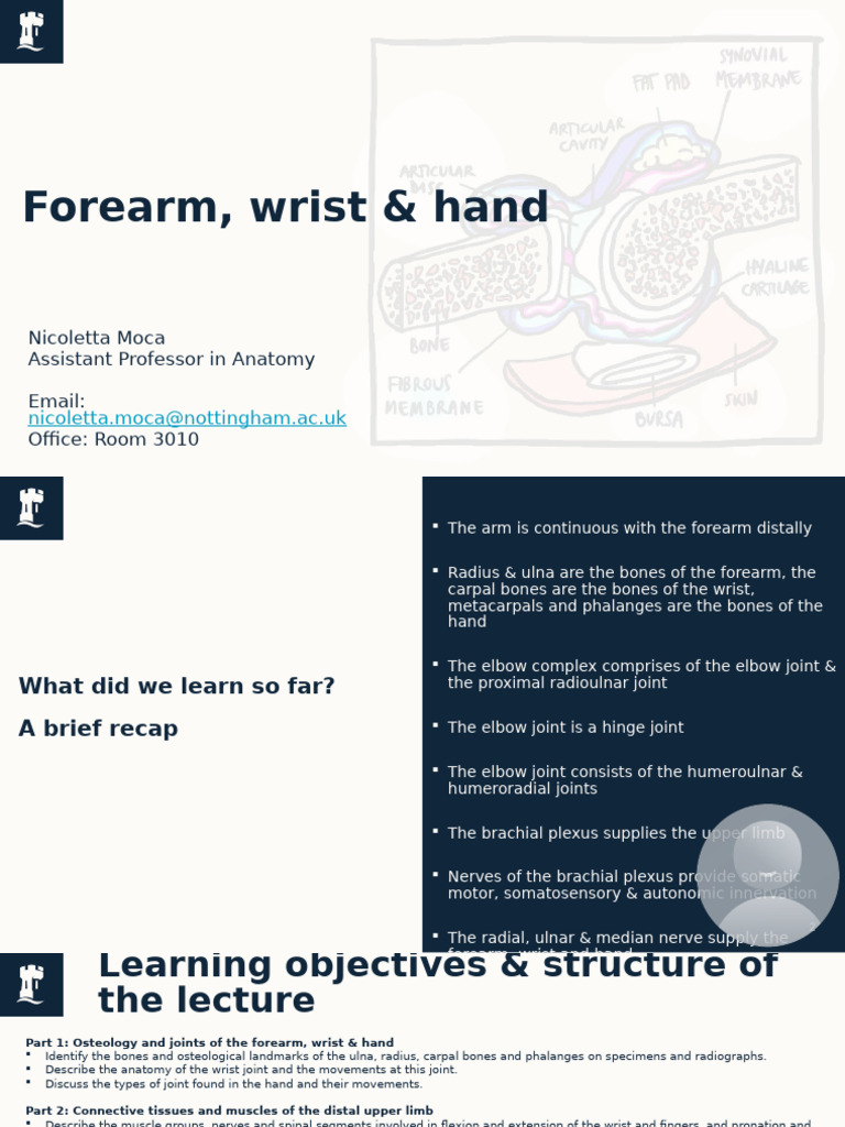 Anatomy of the Forearm, Wrist & Hand | PDF | Thumb | Hand