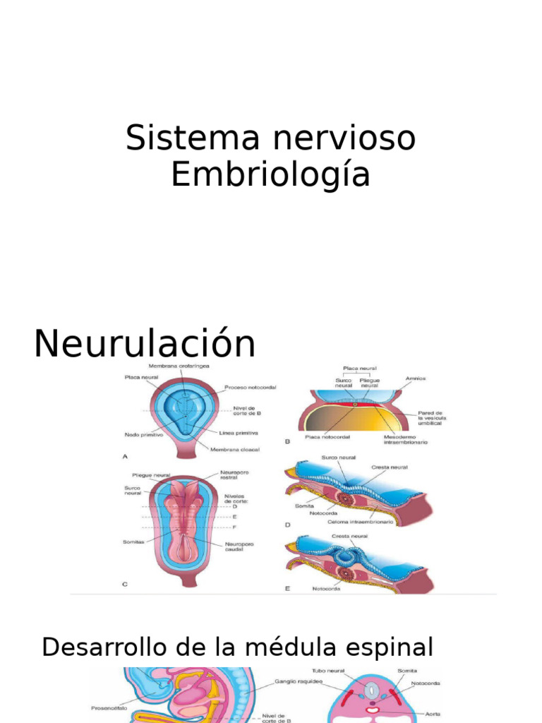 Desarrollo Del Sistema Nervioso Pdf