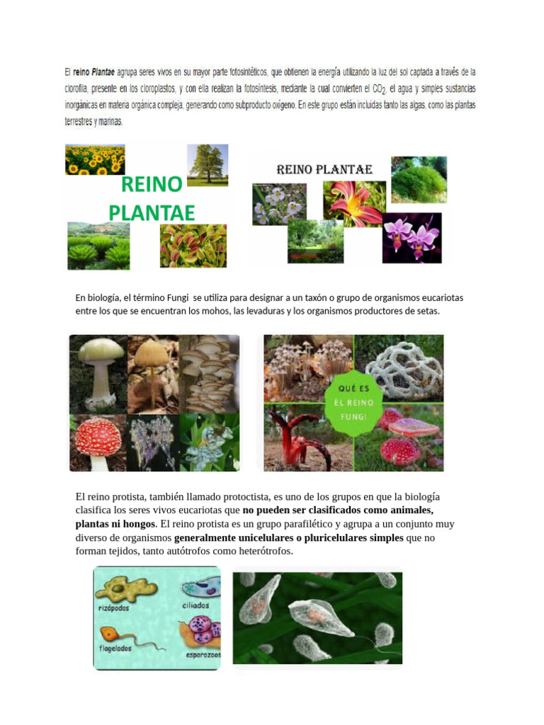 Fungi y Reino Protista en Biología | PDF