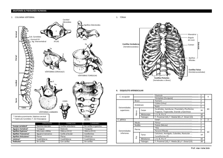 Anatomía de la Columna Vertebral y Esqueleto | PDF | Vértebra ...