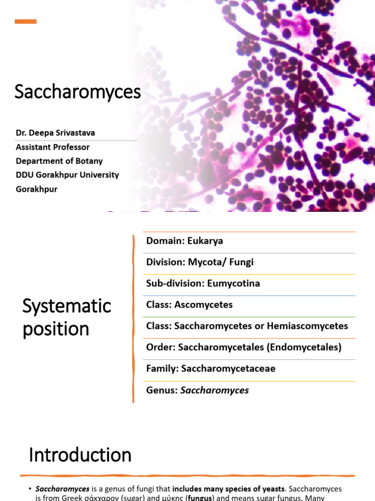 Saccharomyces: Reproduction and Importance | PDF | Saccharomyces ...