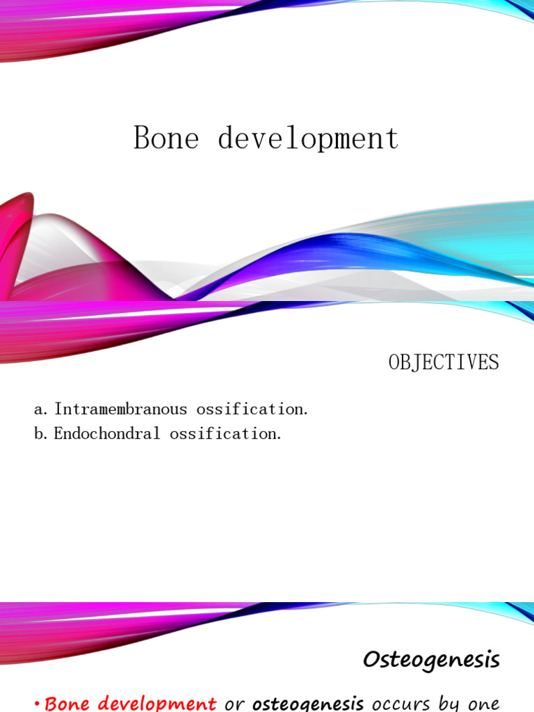 Bone Development: Ossification Processes | PDF | Bone | Osteoblast