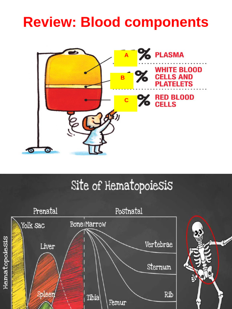 Erythrocyte Overview and Disorders | PDF | Anemia | Red Blood Cell