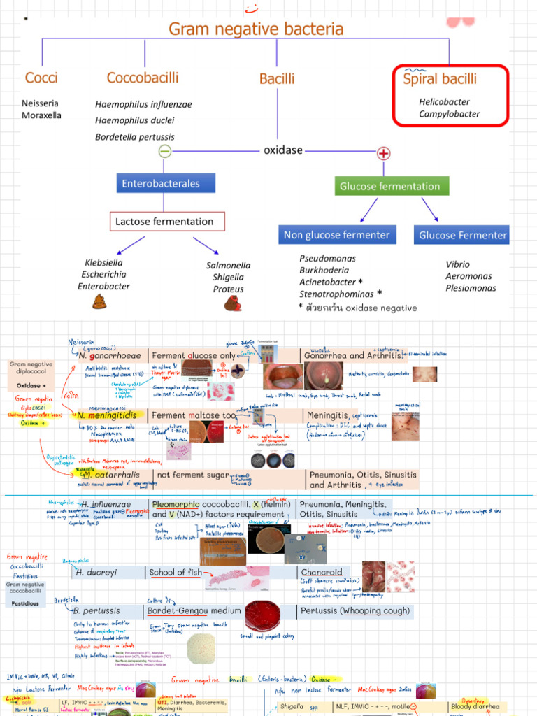 L22-23 Note Gram Negative | PDF | Infection | Clinical Medicine