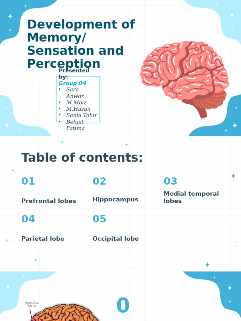 Memory Development and Brain Anatomy | PDF | Visual Cortex | Parietal Lobe