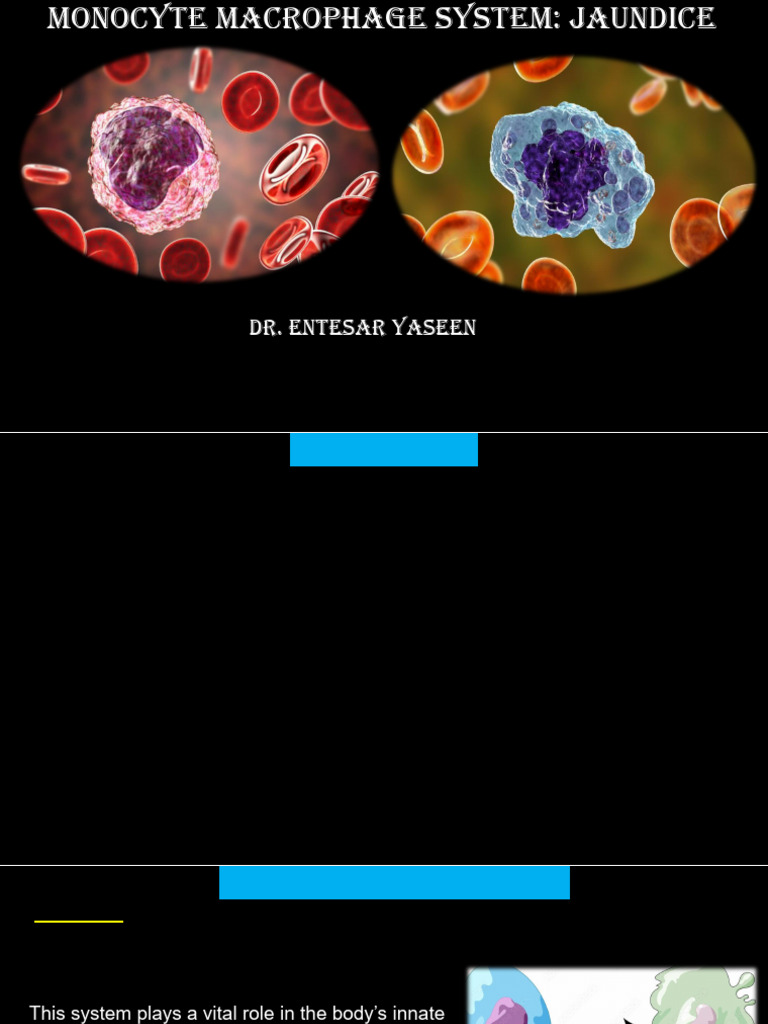 Monocyte Macrophage System | PDF | Macrophage | Monocyte