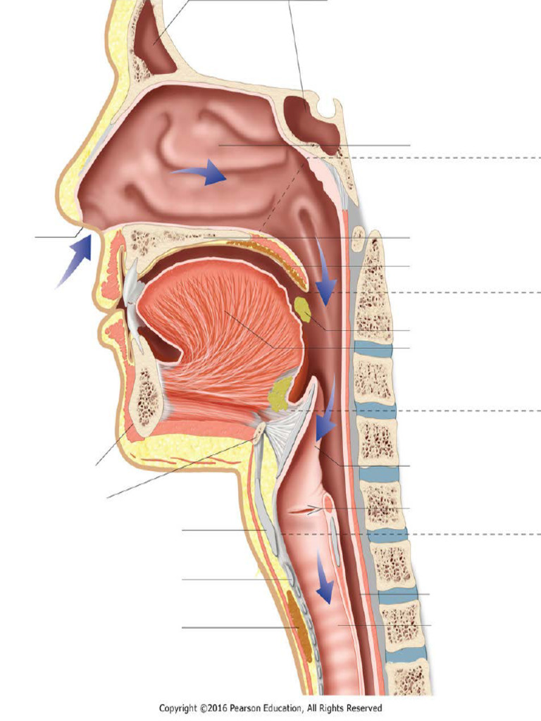 Upper Airway Anatomy Handout | PDF