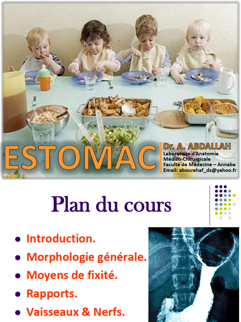 anatomie-de-l-estomac-en-d-tail-pdf-estomac-foie