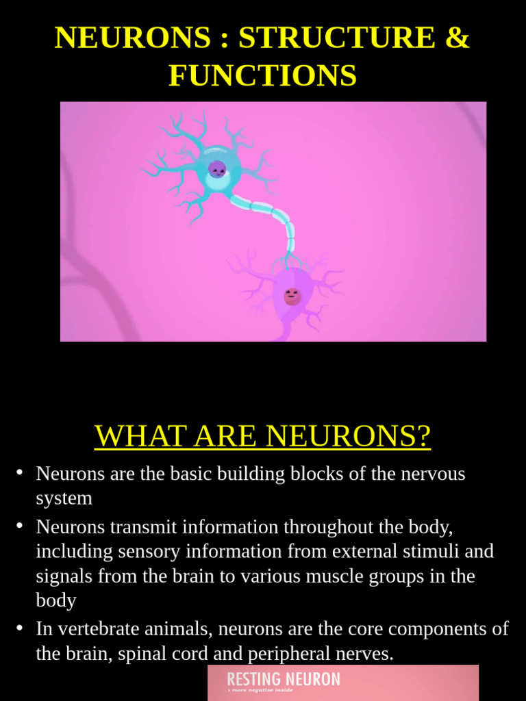 Neurons | PDF | Neuron | Neurotransmitter