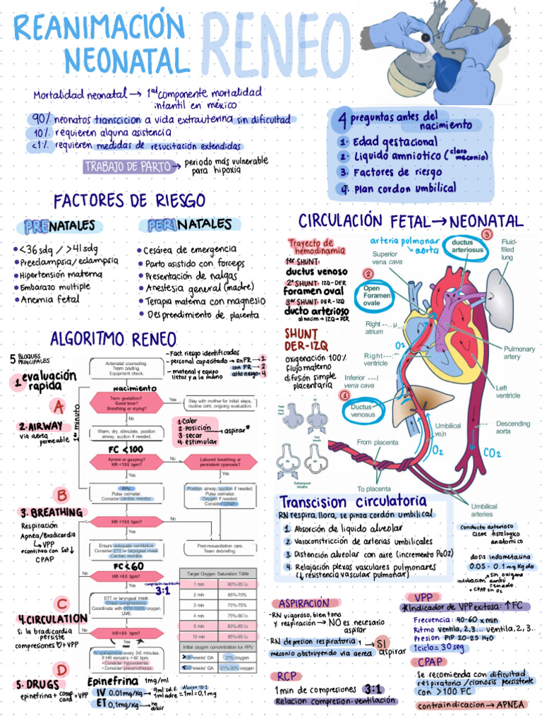 Pediatría Reneo | PDF | Embarazo Mamífero | Emergencias Médicas