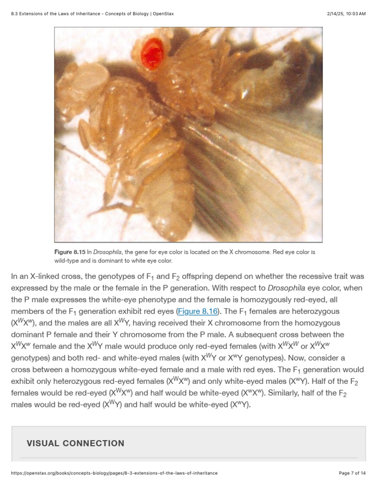 Laws of Inheritance | PDF