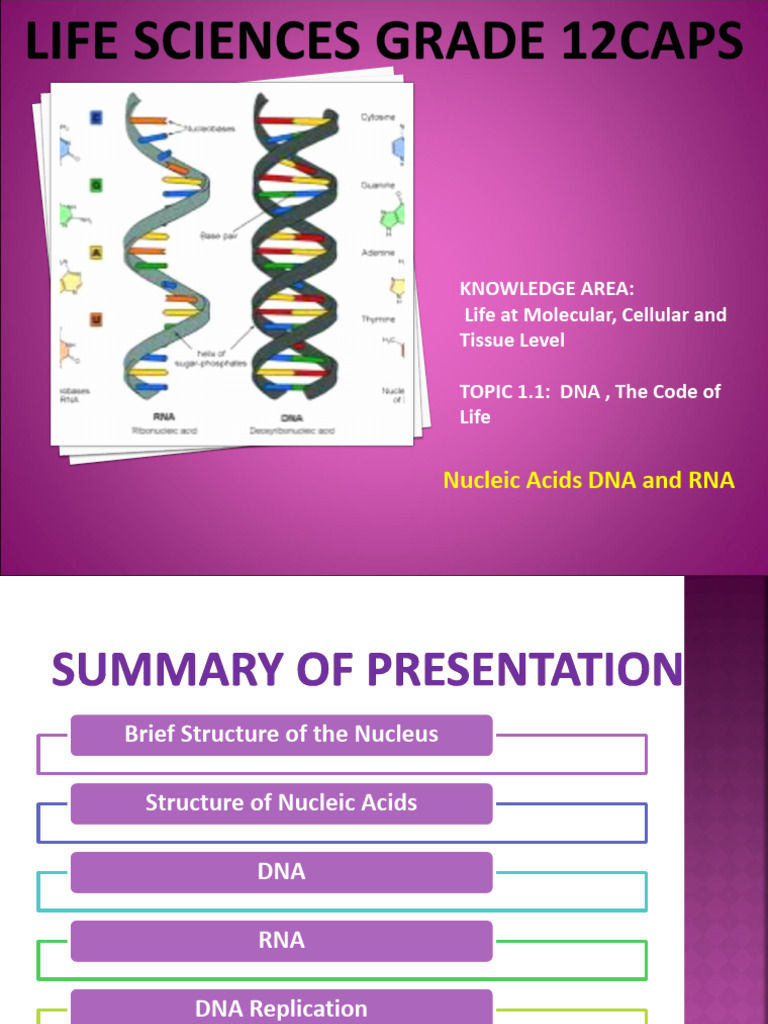 Grade 12 Life Sciences: DNA Structure & Function | PDF | Dna | Nucleotides