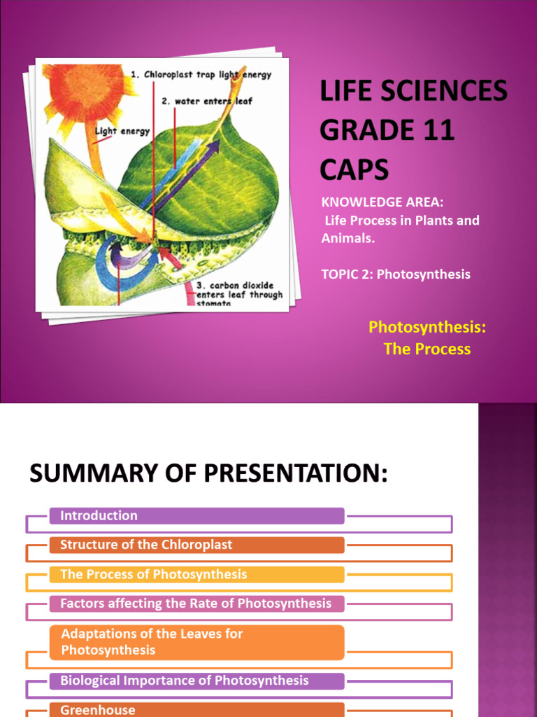 PP14 Photosynthesis 1460381556 | PDF | Photosynthesis | Leaf