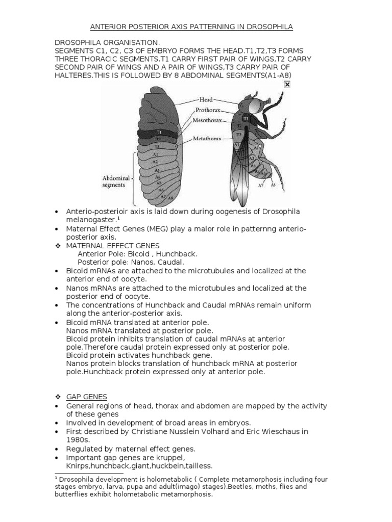 Anterior Posterior Axis Patterning in Drosophila | Genetics | Earth ...