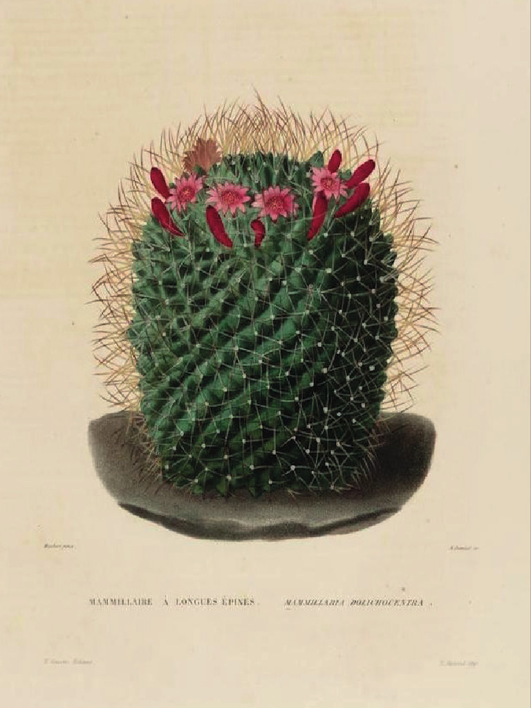 13x18 Cactus | PDF