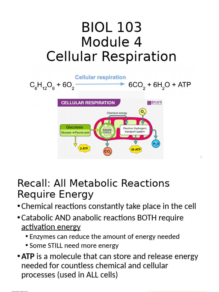 Module 4 Cellular Respiration | PDF | Adenosine Triphosphate | Cellular ...