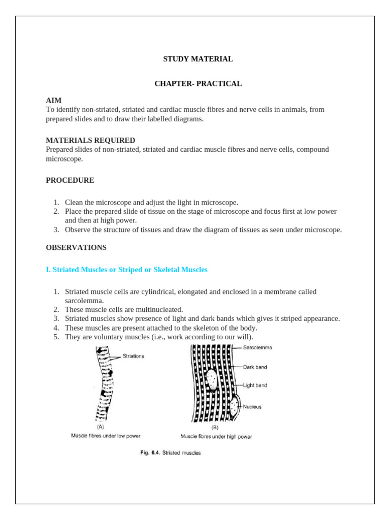 Muscle and Nerve Cell Identification Guide | PDF | Muscle | Cardiac Muscle