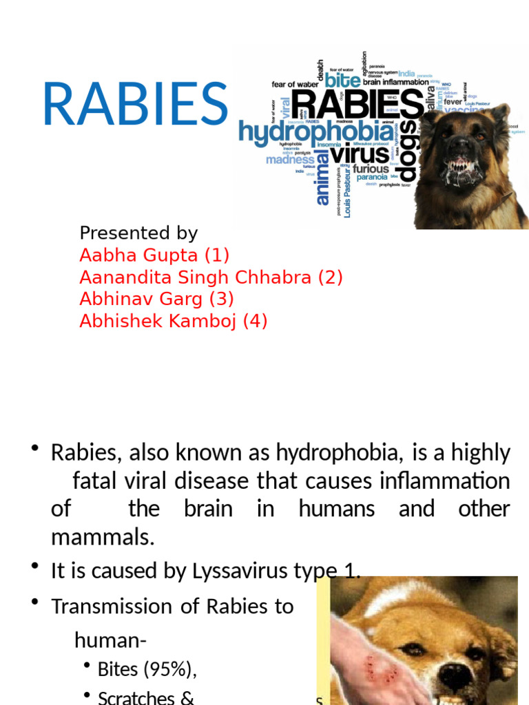 Roll no. (1-4) Rabies ppt new ppt | PDF | Rabies | Diseases And Disorders