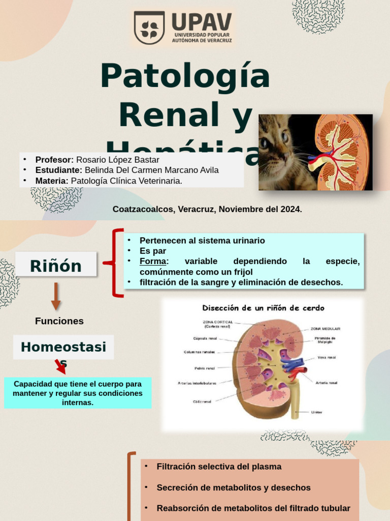 Patologia Renal y Hepatica | PDF | Riñón | Bilis