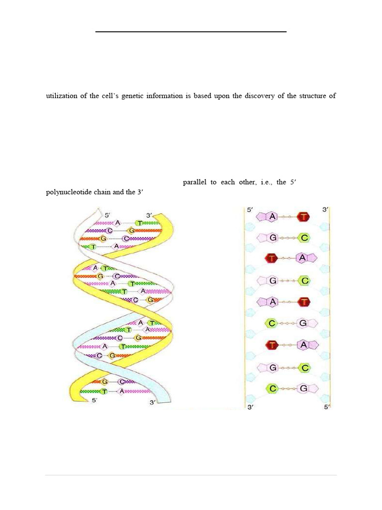 DNA & RNA | PDF | Dna | Nucleotides