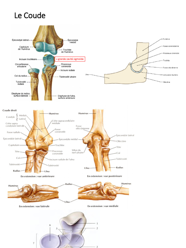 Anatomie du Coude et des Os de l'Avant-bras | PDF | Appareil locomoteur ...