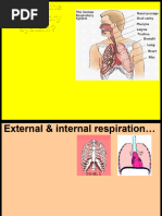 Respiratory System Overview and Functions | PDF | Respiratory System | Lung
