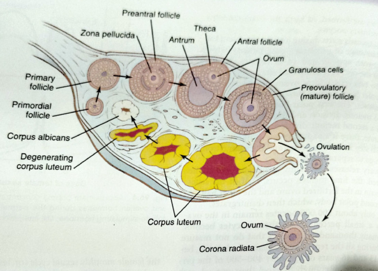 Follicle Development and Ovulation Process | PDF