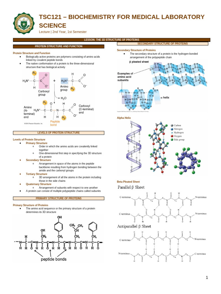3 - The 3D Structure of Proteins | PDF | Protein Structure | Proteins