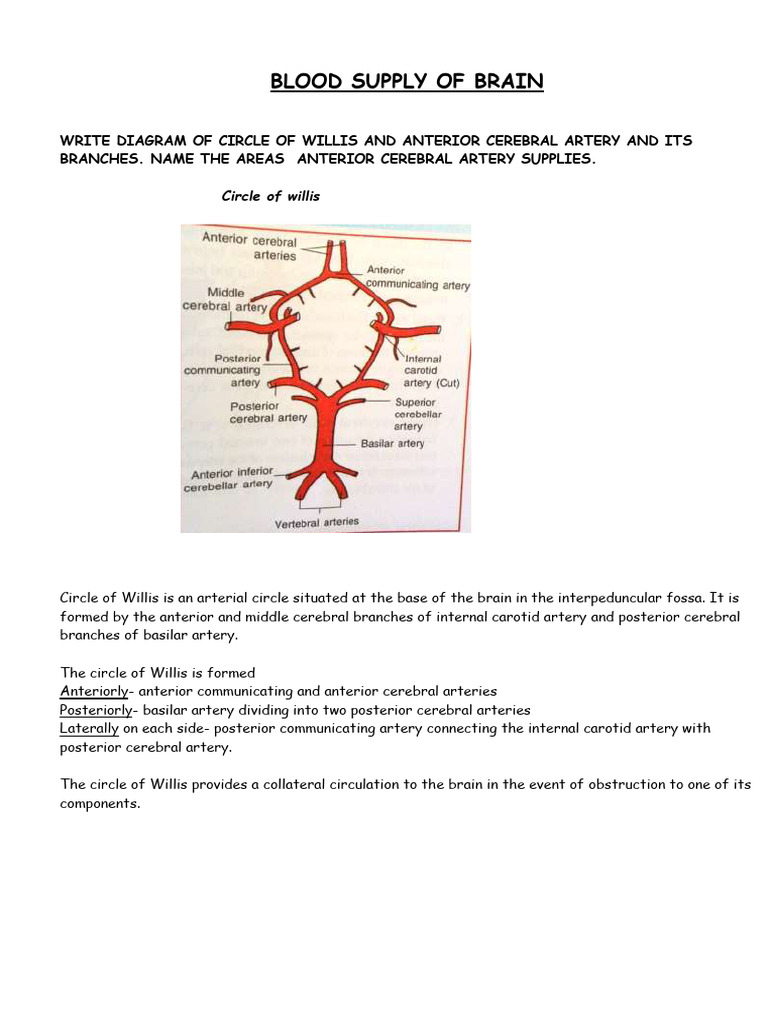 6.BLOOD SUPPLY OF BRAIN | PDF | Cerebrum | Cerebral Hemisphere