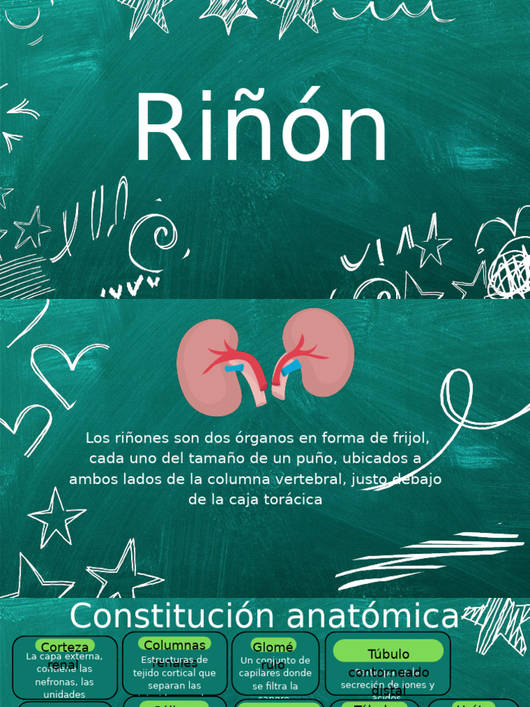 Anatomía y Función del Riñón | PDF | Riñón | Sistema linfático