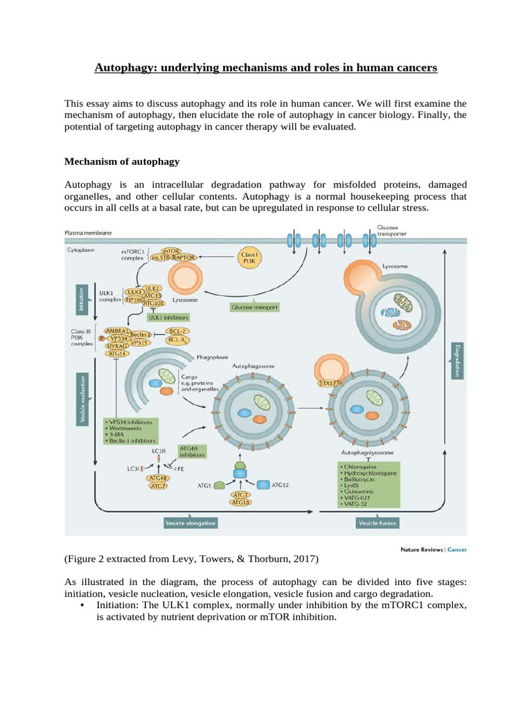 Autophagy's Role in Cancer Biology | PDF | Autophagy | Cell Biology
