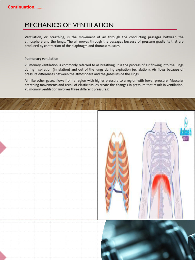 Mechanics of Pulmonary Ventilation | PDF | Respiratory Tract | Lung