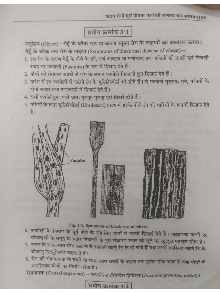 Plant Disease Botany Practical | PDF