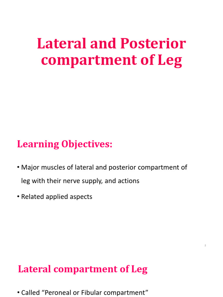 Lateral and Posterior Compartment of Leg | PDF | Human Leg | Ankle