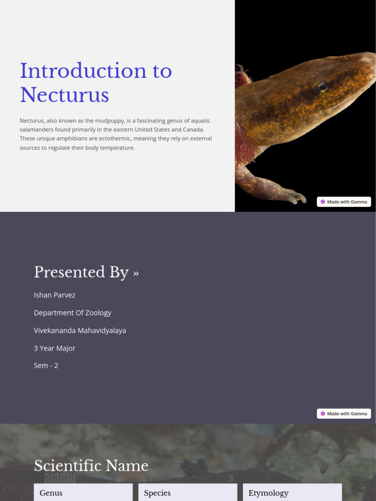 Introduction-to-Necturus Pdf | PDF | Predation | Amphibian