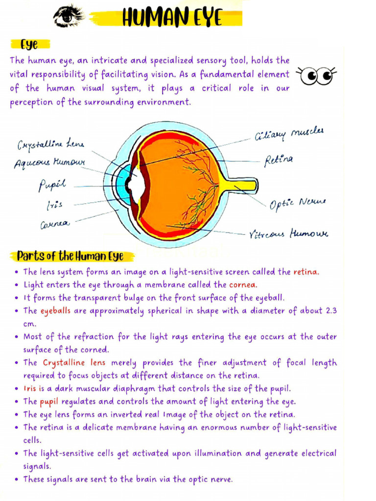 Human Eye | PDF