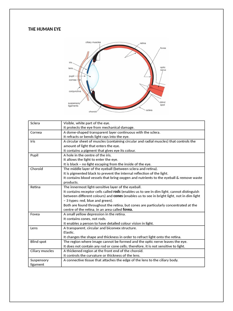Anatomy and Function of the Human Eye | PDF | Eye | Human Eye