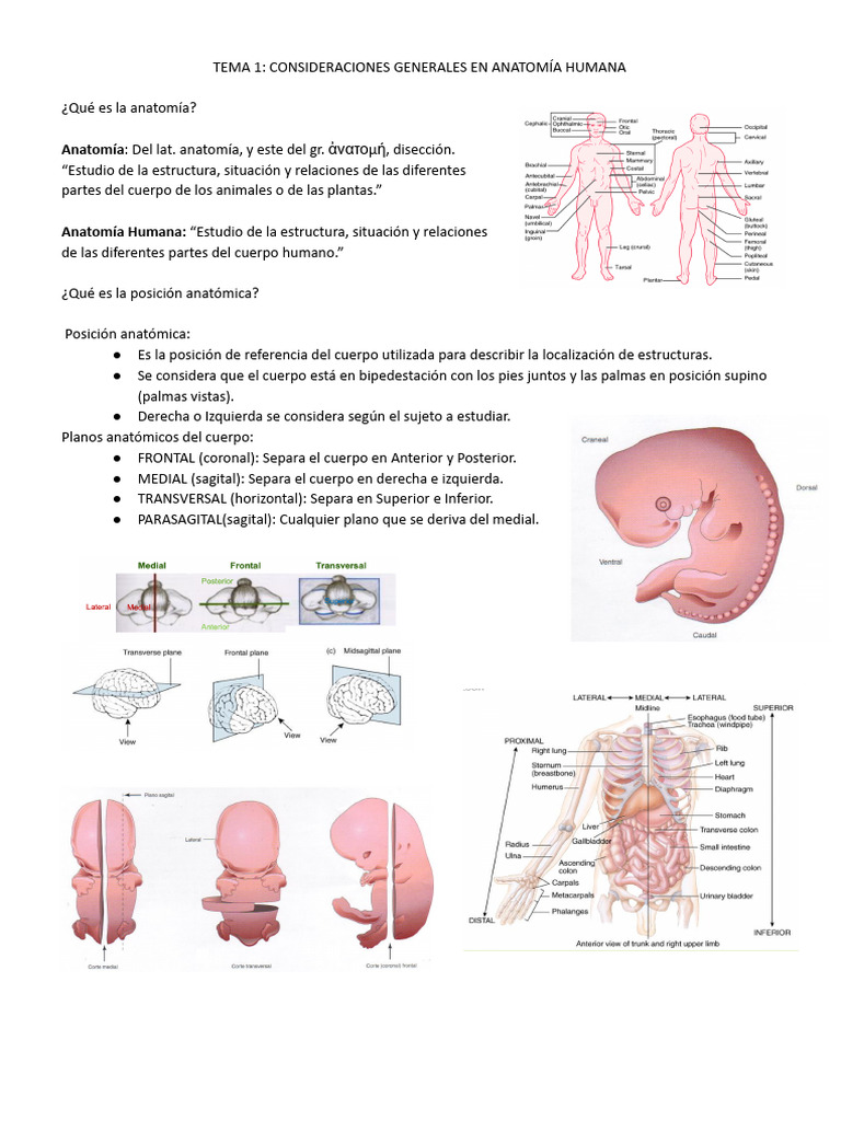 Introducción a la Anatomía Humana | PDF