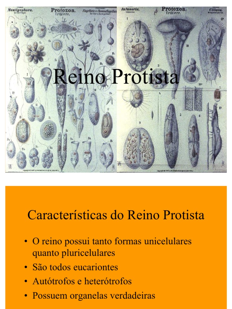 Fotos E Nomes De Protistas PDF) O Enigmático Universo "Protista":
