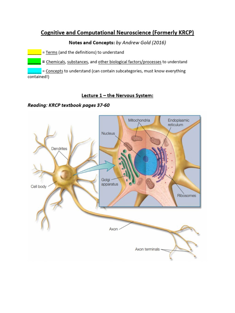 Overview of the Nervous System | PDF | Chemical Synapse | Inhibitory ...