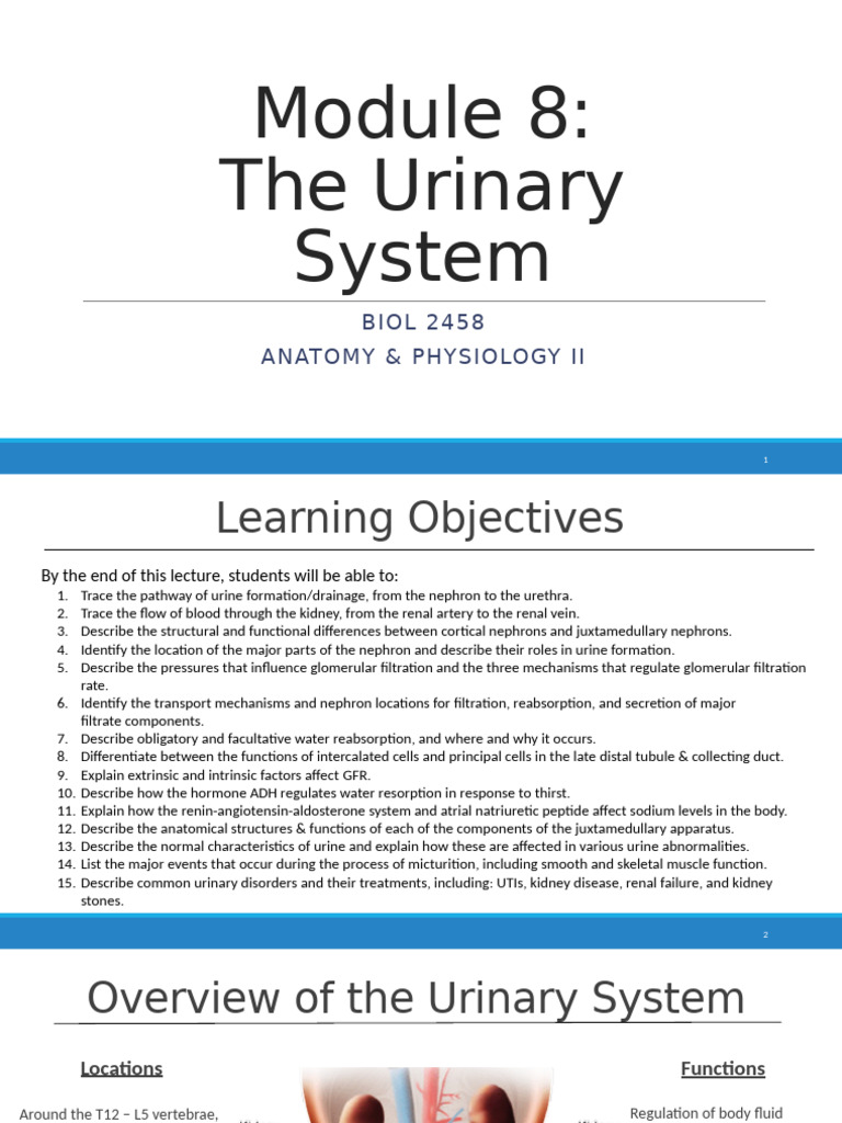 Module+8+ +the+Urinary+System+%281%29 | PDF | Kidney | Organ (Anatomy)