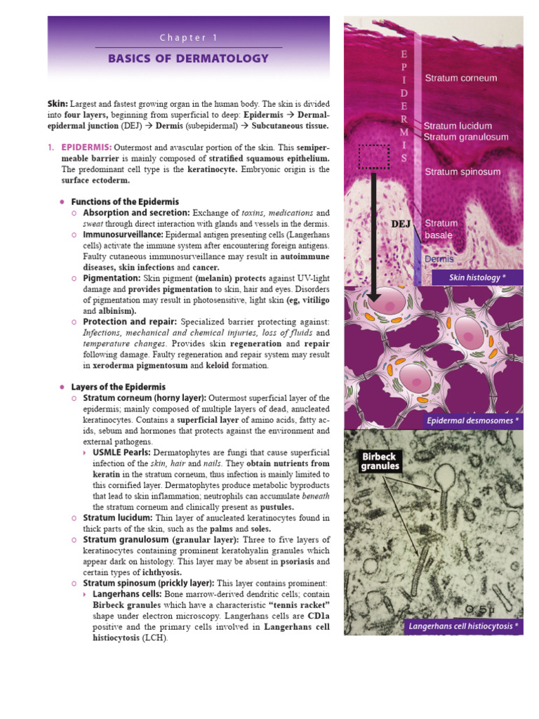 Dermatology Basics for USMLE | PDF | Epidermis | Skin